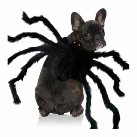 Spider Dog Costume