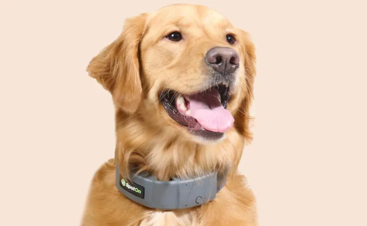 Retriever dog with Spoton collar on