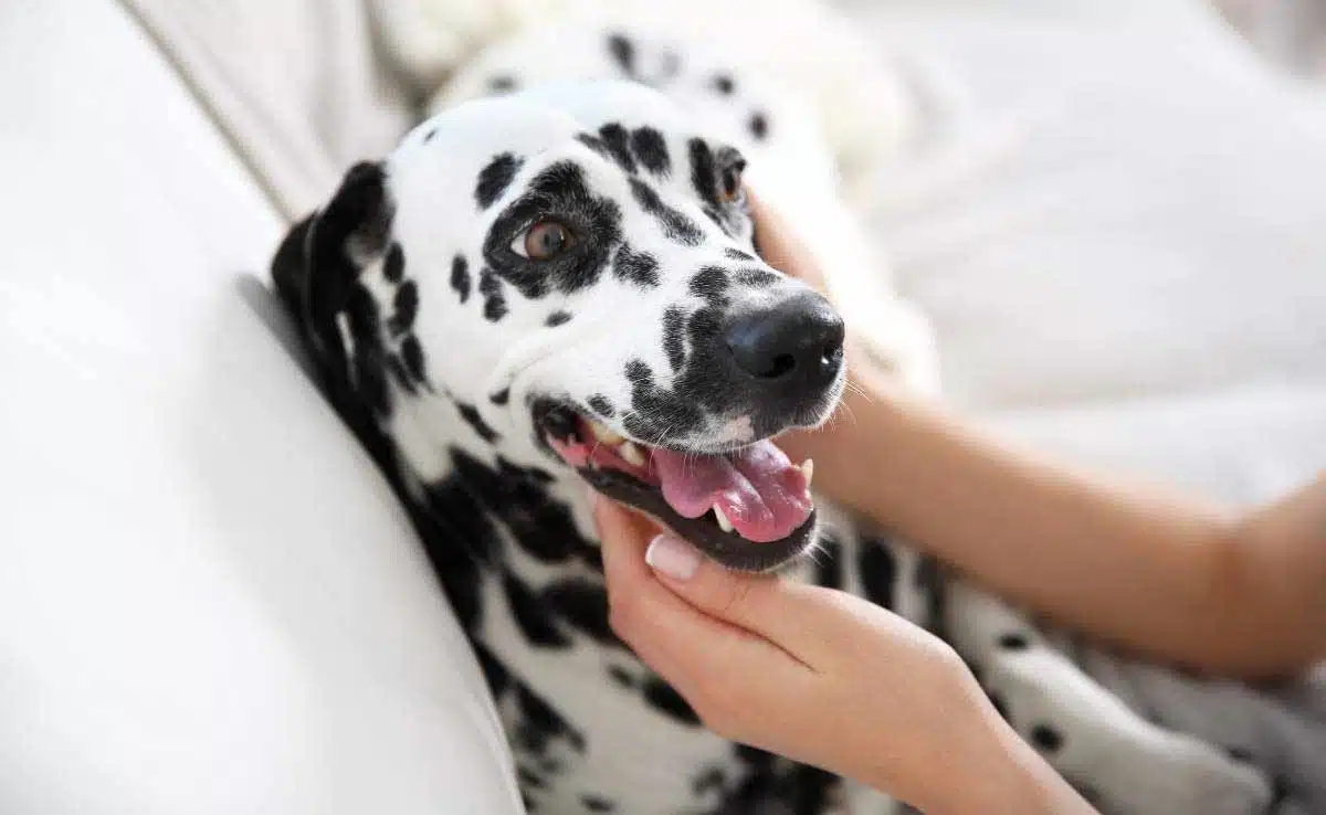 Dalmatian dog smiling with owner's hands around face