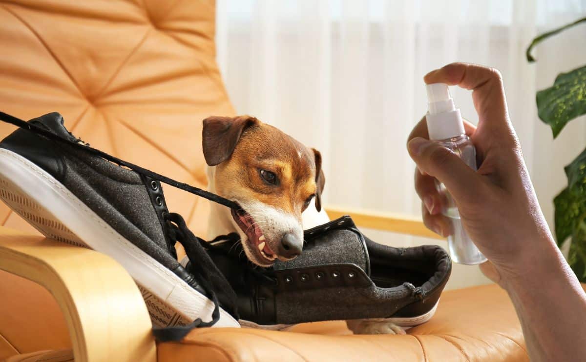 Homemade deals chew deterrent