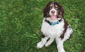 Springerdoodle sitting in grass looking up