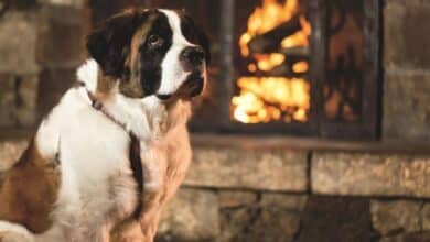 St Bernard dog at Aspen resort.