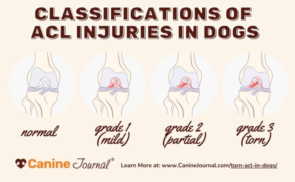 Stages of ACL tears in dogs graphic.