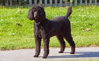 Black standard poodle standing on sidewalk