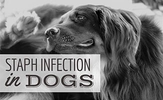 Dog scratching ear (caption: Staph Infection In Dogs)