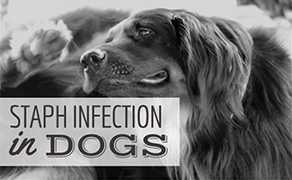 can you get infection from dogs