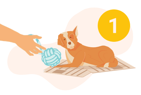 1. Get Your Dog Interested In The Toy