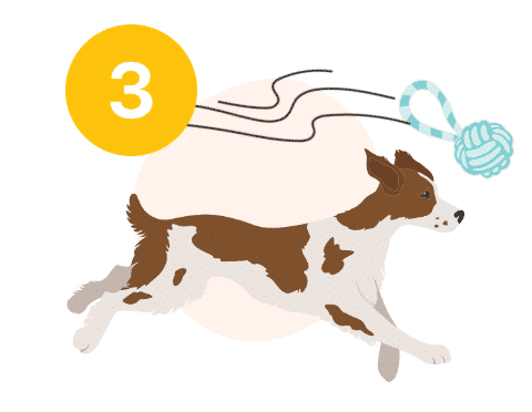 3. Make Your Dog To Chase The Toy