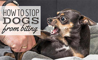 Small dog growling at person's hand (Caption: How to stop dogs from biting)