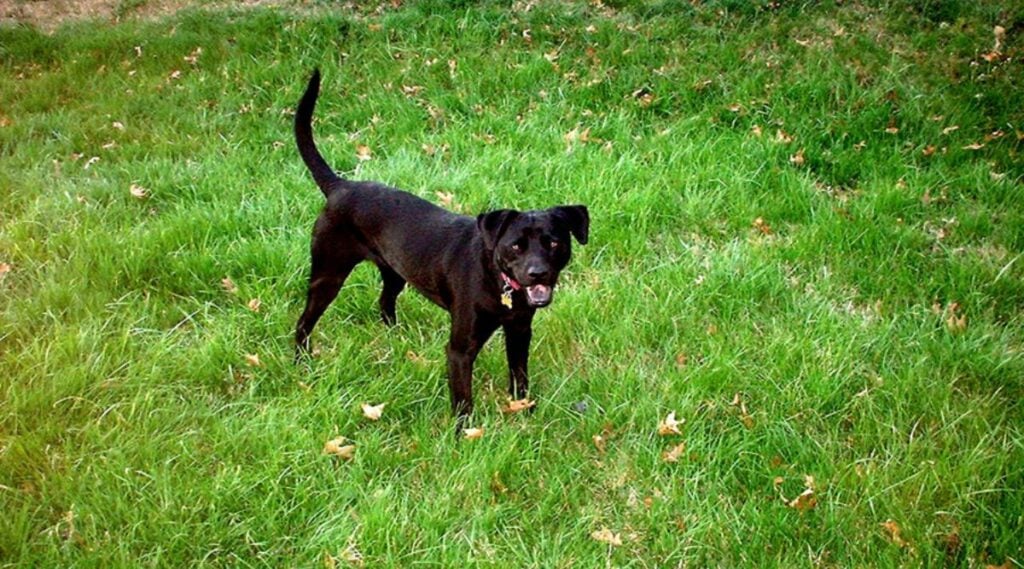 Black dog, called Storm, standing in the grass.