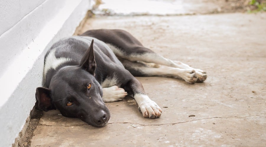 Stray dog laying on ground