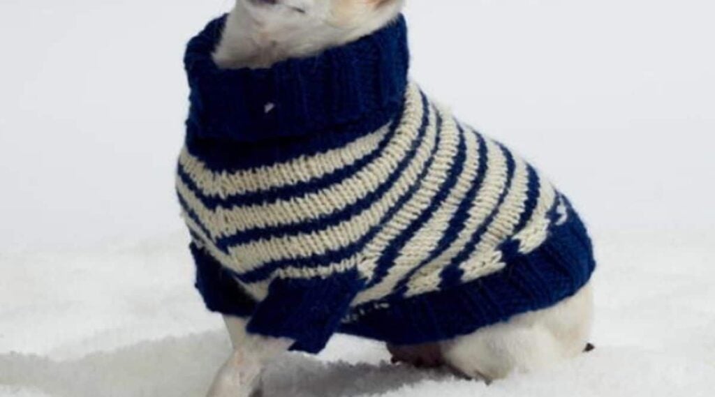 Dog in a striped sweater. Photo courtesy of Red Heart Design Team from yarnspirations.com)