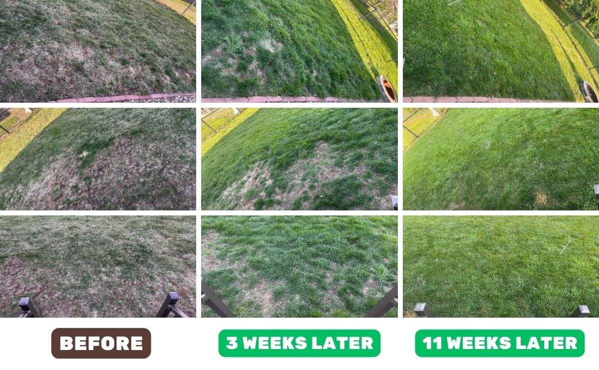 Sunday before and after using pet patch and grid of 9 photos progressively showing 3 areas of yard improve before, 3 weeks later, and 11 weeks later.