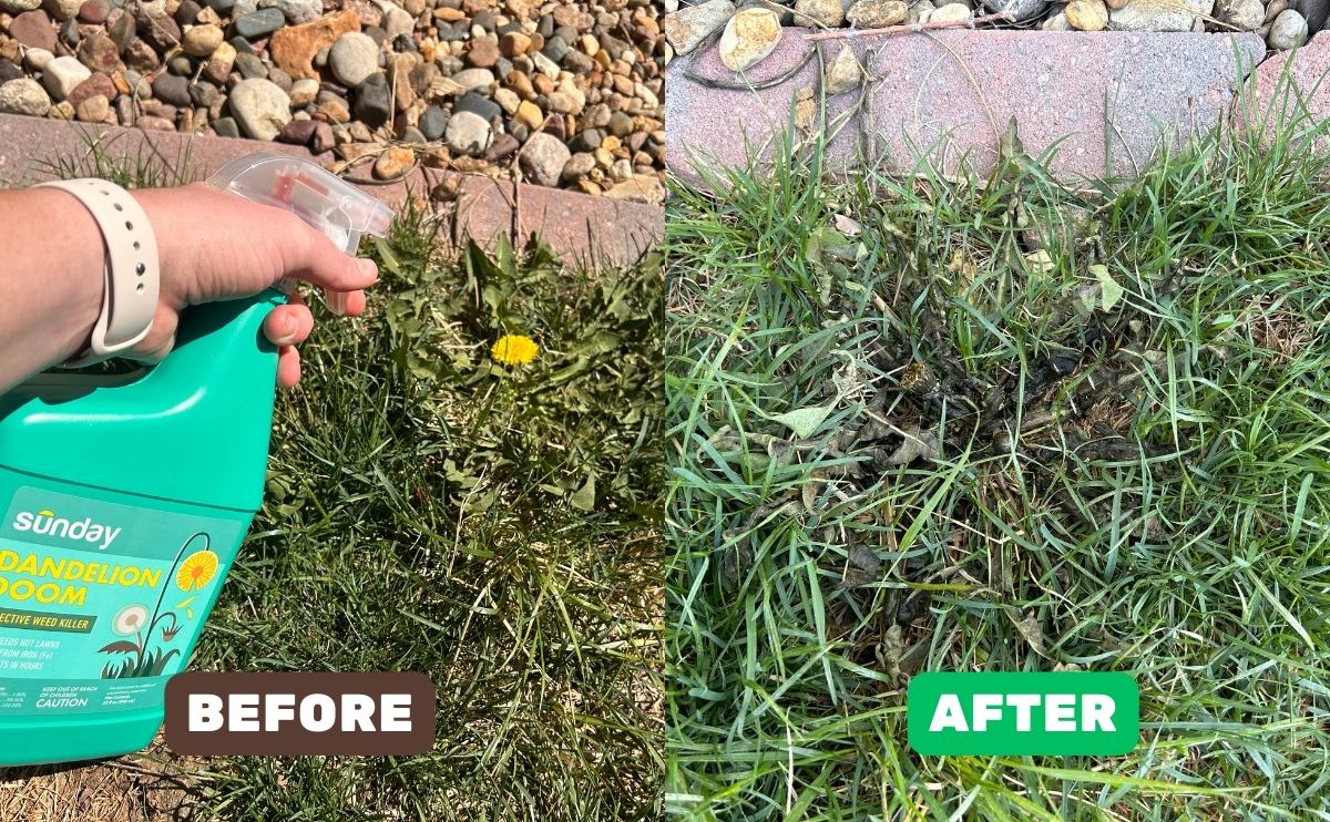 Sunday Lawn Care dandelion doom before and after.