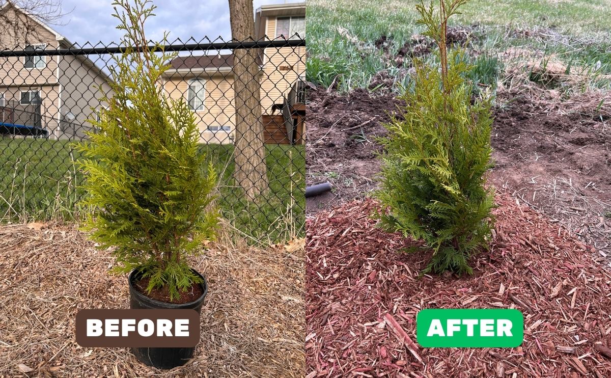 Green Giant Arborvitae planting before and after