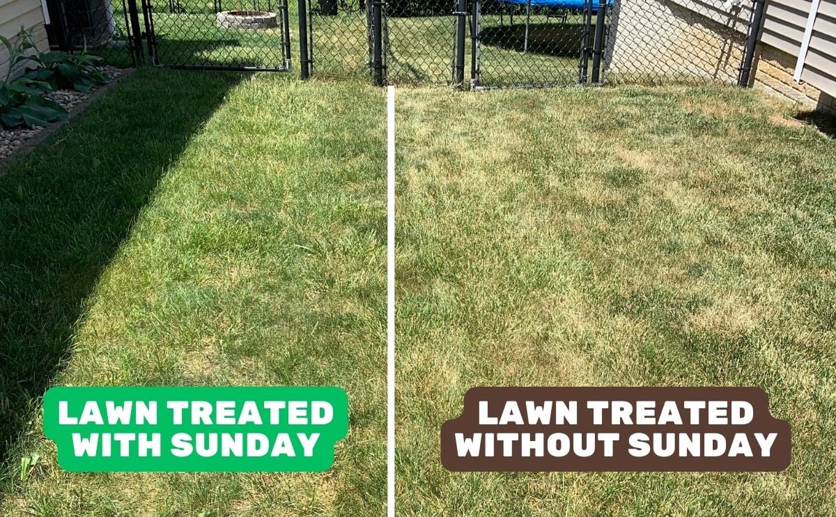 Sunday Lawn Care yard comparison side by side photos with the left photo treated with Sunday showing green grass and the lawn treated without Sunday on the right less lush.