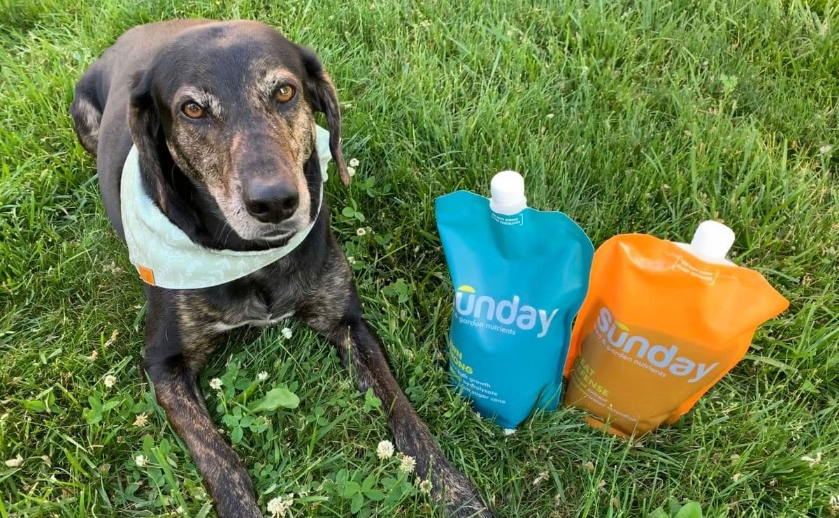 Sunday Lawn Care product next to dog sitting in the grass.