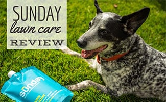 Dog sitting on lawn next to Sunday Lawn Care product (caption: Sunday Lawn Care Review)