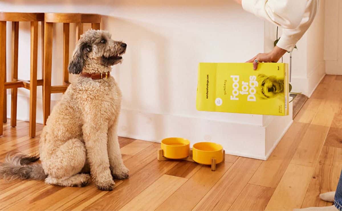 Dog sitting in kitchen looking at a woman pouring Sundays for dogs food box into a yellow food bowl on the floor.