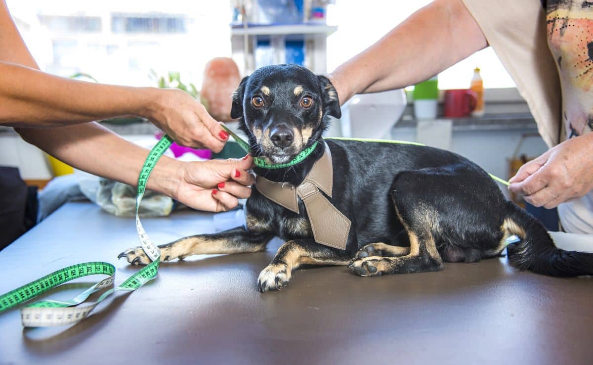 tailor taking a little dog's measures for his handmade suit