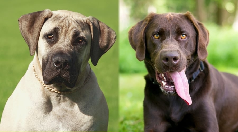 tan dog and brown dog looking into camera