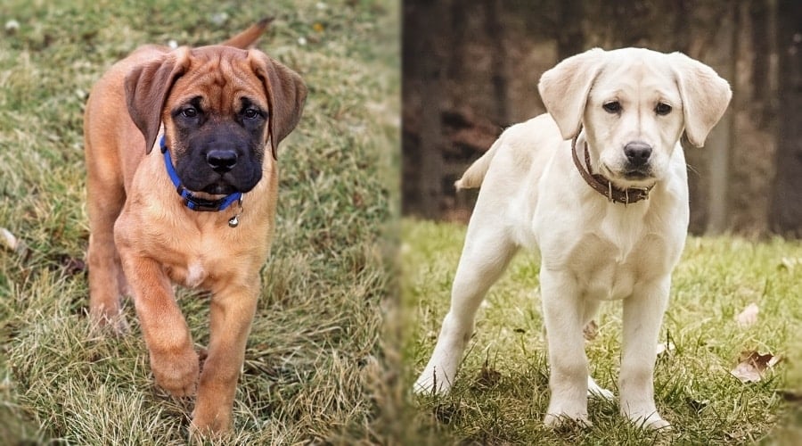 tan puppy and white puppy standing in grass