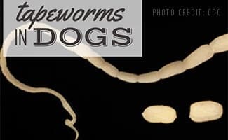 Signs Of Tapeworm In Dogs