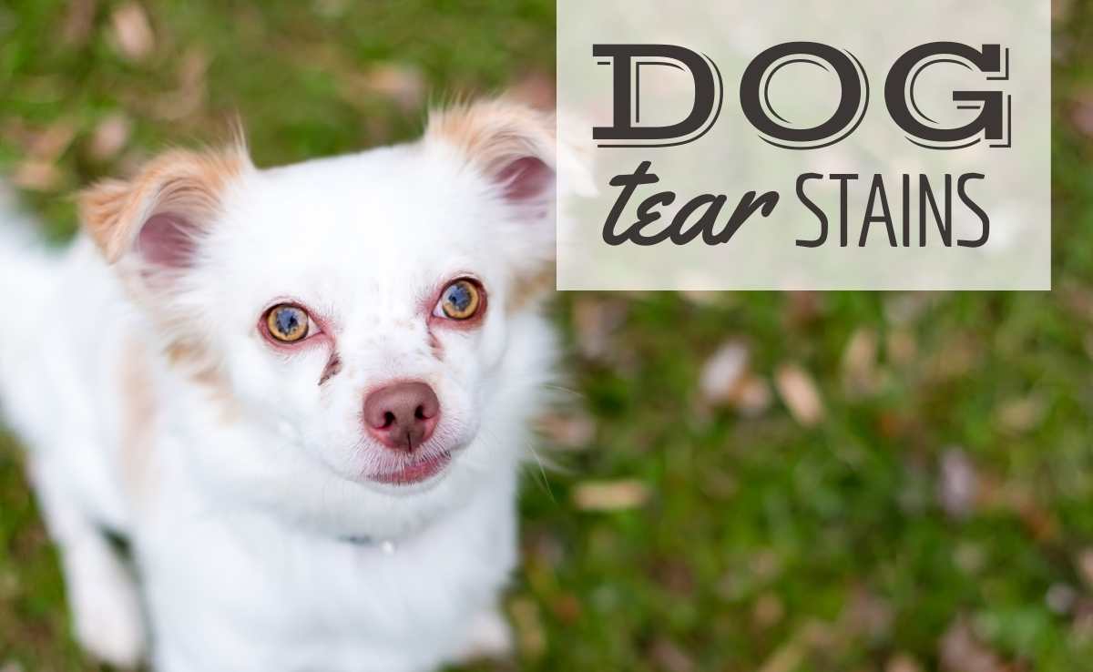 A Chihuahua mixed breed white dog sitting in the grass and looking up with tear stains on eyes (Caption: Dog Tear Stains)