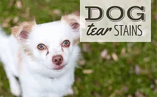 Dog food to discount prevent tear stains