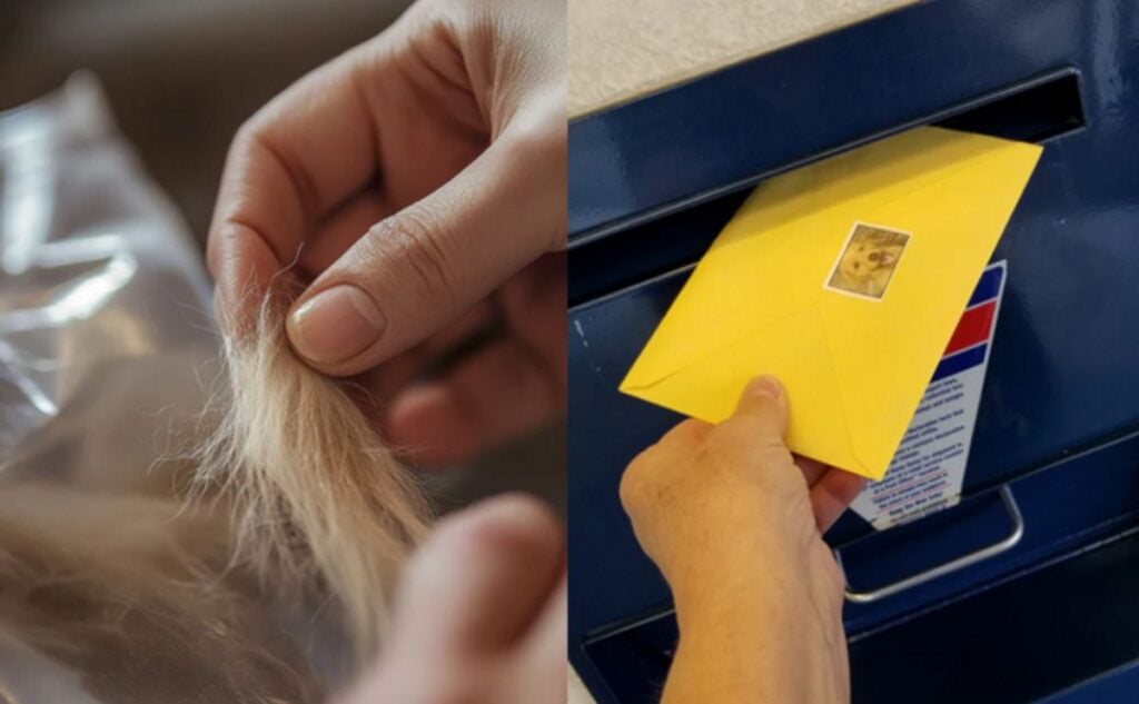 Testing dog hair and putting in the mail.