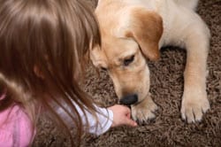 Therapy dog