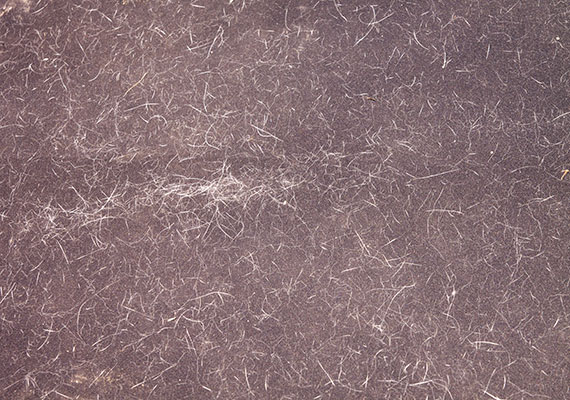 Thousands of small dog hairs stuck to surface of couch