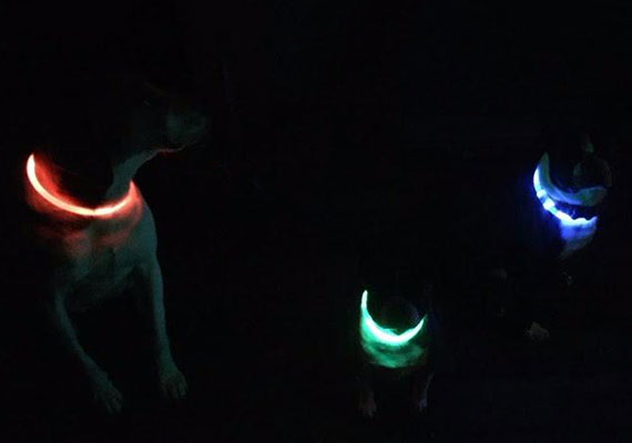 Three different dogs at dog park wearing different colored bright LED collars