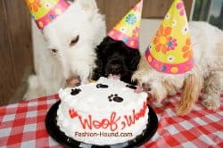 Three Dogs Eat Birthday Cake