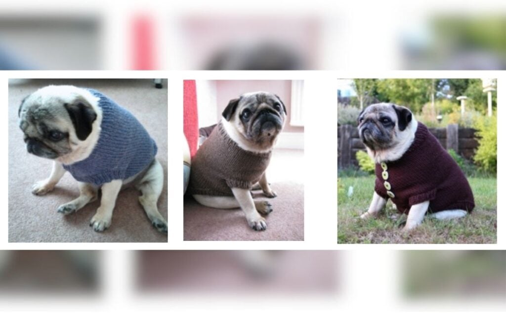Three Pugs in sweaters Copyright Angelcatkins (angelcatkins@btinternet.com), Elizabeth Watkins Designs .