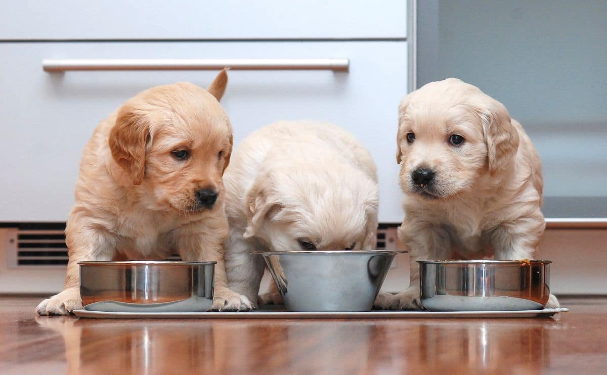 Three puppies eating dog food out of bowls on the floor.