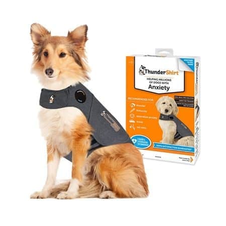 ThunderShirt on dog with package