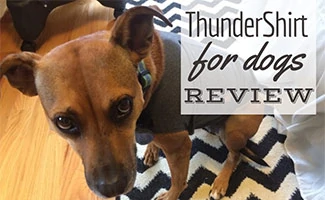 Dog with ThunderShirt on (caption: ThunderShirt For Dogs Review)