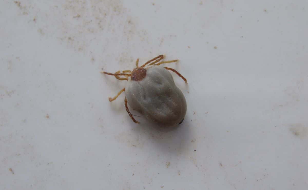 tick close up