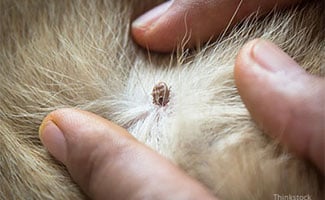 tick ticks head caninejournal