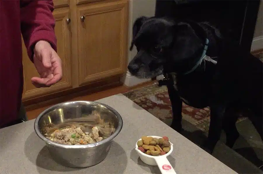 Tiny the dog looking at nom nom dog food on counter