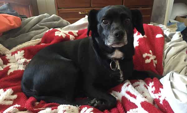 Tiny the dog on bed