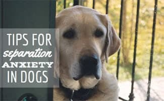 Yellow lab outside next to fence (caption: Tips For Separation Anxiety in Dogs)