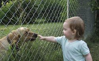 Toddler Petting Dog through fence