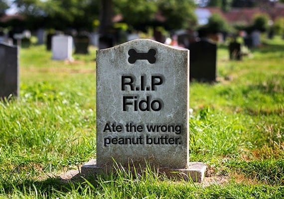 Tombstone of dog that died after eating peanut butter with xylitol