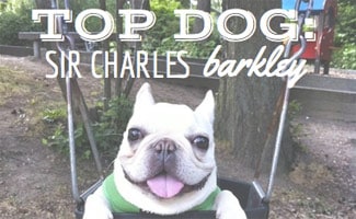 Interview with Sir Charles Barkley the Dog Sir Charles Barkley the Dog