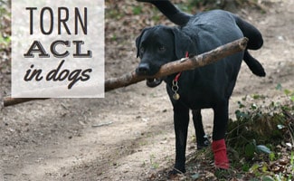 Black dog with stick and hurt leg (Caption: Torn ACL in Dogs( 