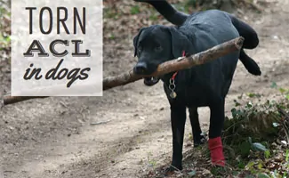 Black dog with stick and hurt leg (Caption: Torn ACL in Dogs(