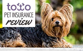 Terrier dog sitting (Caption: Toto Pet Insurance Reviews)