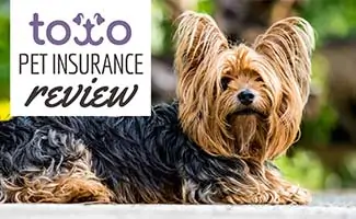 Terrier dog sitting (Caption: Toto Pet Insurance Reviews)